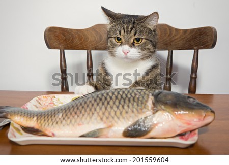 Grey cat and a big fish on a plate