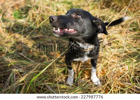 Homeless young dog with a very kind eyes sitting on the grass and wants to play
