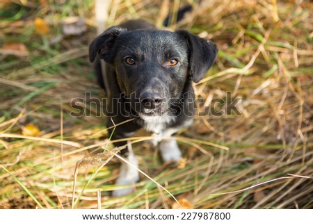 Homeless young dog with a very kind eyes sitting on the grass and wants to play