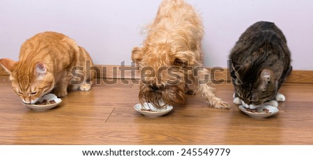 Two cats and a dog breed Griffon eat together with plates