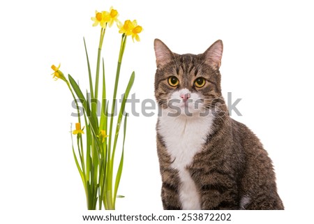 Grey domestic cat and daffodils, isolated on white