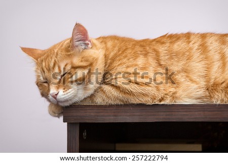 Lazy orange cat sleeping on the bookcase