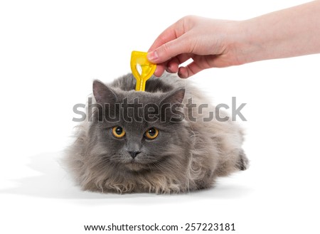 Protect the cat from ticks and fleas, isolated on white background
