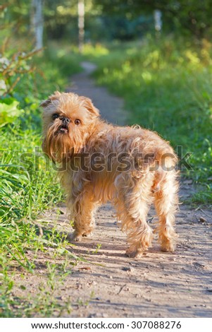 Dog breed Brussels Griffon walks in the Park along the path