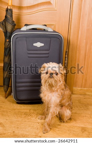 The dog sits near to a green suitcase and an umbrella, behind closed door.
