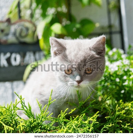 Similar – Image, Stock Photo British Shorthair Kitten between pillows