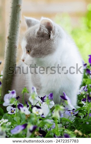 Similar – Image, Stock Photo British Shorthair Kitten between pillows