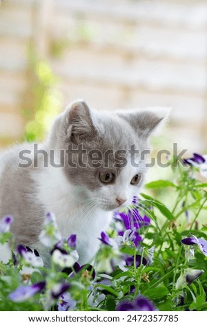 Similar – Image, Stock Photo British Shorthair Kitten between pillows