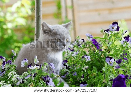 Similar – Image, Stock Photo British Shorthair Kitten between pillows