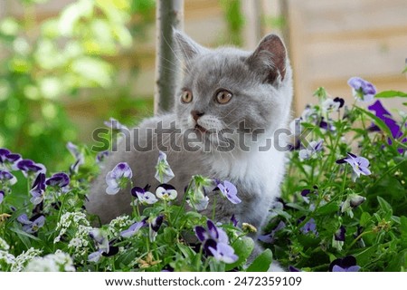 Similar – Image, Stock Photo British Shorthair Kitten between pillows