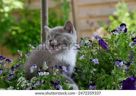 Similar – Image, Stock Photo British Shorthair Kitten between pillows