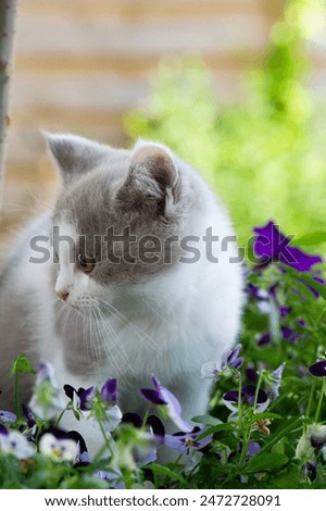 Similar – Image, Stock Photo British Shorthair Kitten between pillows