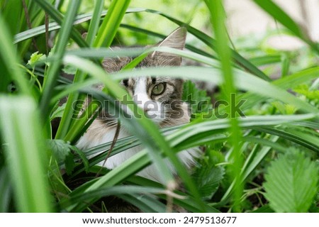 Similar – Image, Stock Photo Hiding place for life jackets….