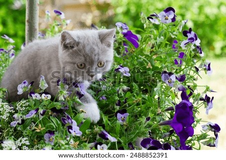 Similar – Image, Stock Photo British Shorthair Kitten between pillows