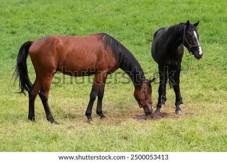 Similar – Image, Stock Photo Horses in the pasture in the early morning