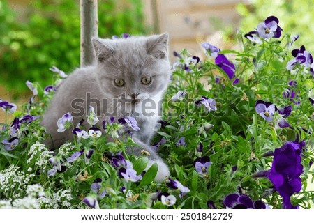 Image, Stock Photo British Shorthair Kitten between pillows