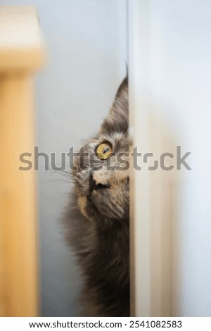 Similar – Image, Stock Photo Hiding place for life jackets….