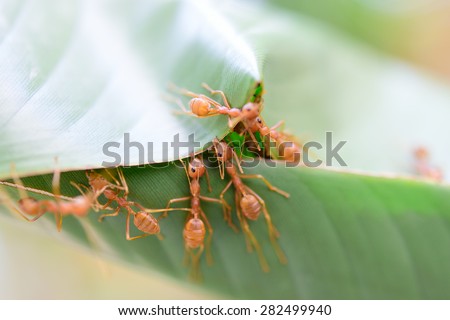 Weaver Ants (Oecophylla smaragdina) are working together to build a nest.
