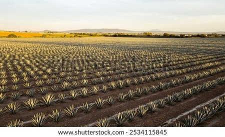 Similar – Foto Bild Agavenanbau auf dem Feld auf dem Bauernhof