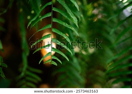 Similar – Image, Stock Photo wild fern Harmonious Calm