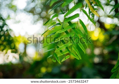 Similar – Image, Stock Photo wild fern Harmonious Calm