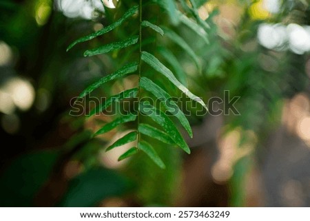 Similar – Image, Stock Photo wild fern Harmonious Calm