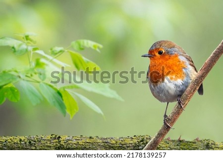 The European robin (Erithacus rubecula), known simply as the robin, looking toward leaf, natural background  Zdjęcia stock © 