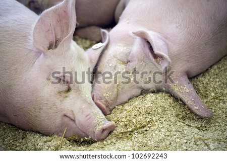Sleeping pigs in pen at livestock fair