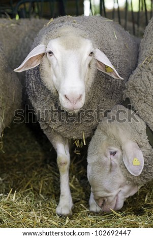 Sheep are feeding in pen on livestock fair