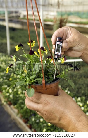 Greenhouse with plants. Gardener is measuring a soil temperature