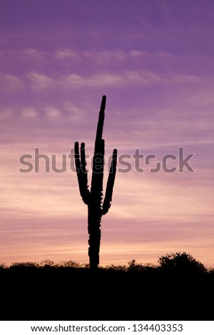 Saguaro Cactus Silhouetted in Sunrise