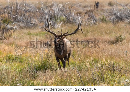 Bull Elk Bugling in the Rut