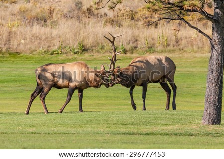 Bull Elk Fight for Dominance in the Rut