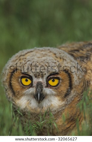 Baby Great Horned Owl in Green Grass