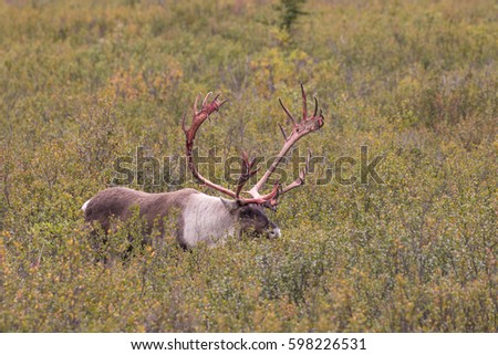 Caribou Bull, Denali National Park, Alaska загрузить