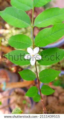 Flower jasmine in Indonesia, on January 2, 2022