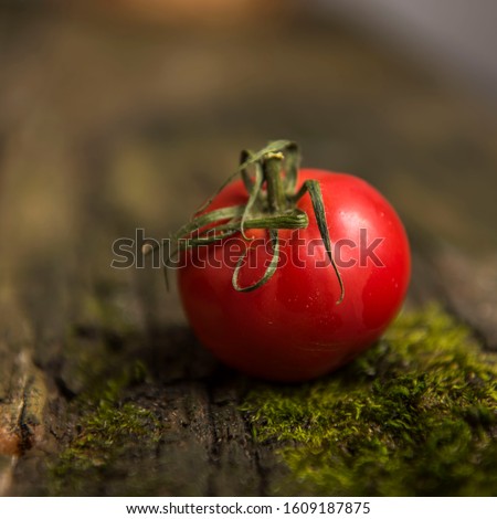 single tomato on a wooden background with moss Zdjęcia stock © 