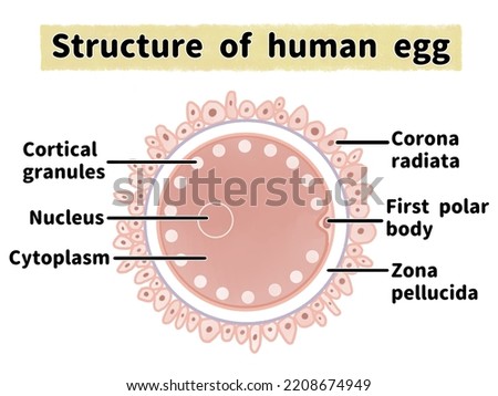 Structure of human egg (ovum); English language 