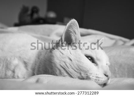 Sleepy white cat laying on bed with white sheets.
