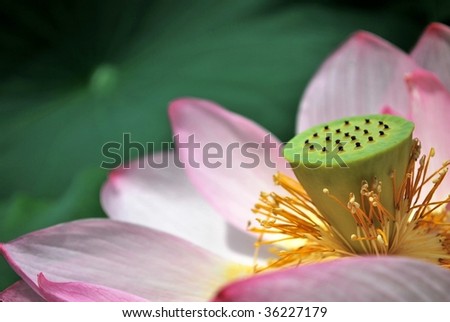 Closeup of lotus flower during the summer season. The lotus flower is an important symbol of Buddhism, it is frequently used to represent pureness, religion, faith, and freedom of suffering.