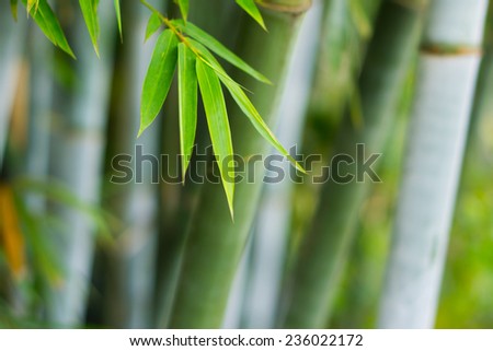 closeup the bamboo leaves in bamboo forest