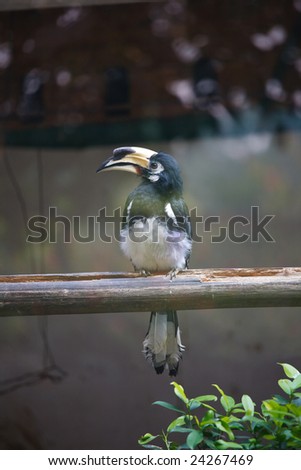 a bird with big mouth standing on a wood