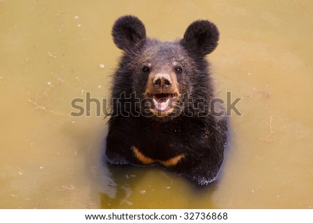 black bear playing in water