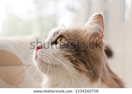 Similar – Image, Stock Photo close-up head of Siberian husky dog with blue and brown eyes