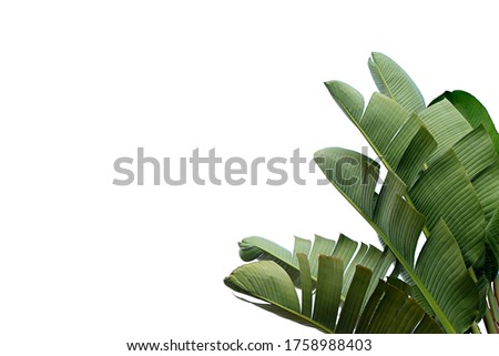 Similar – Image, Stock Photo blue plant leaves in the nature in springtime