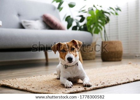 Similar – Image, Stock Photo cute small jack russell dog sitting outdoors in yellow flowers meadow background. Spring time, happy pets in nature