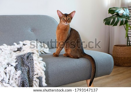 Abyssinian cat at home with her owner at home. Beautiful purebred short haired kitten. Close up, copy space, background. Foto stock © 