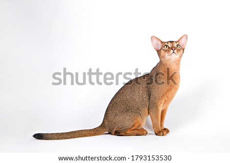 Abyssinian cat at home with her owner at home. Beautiful purebred short haired kitten. Close up, copy space, background. Foto stock © 