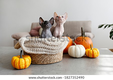 Similar – Image, Stock Photo Hairless cat sitting near crop owners