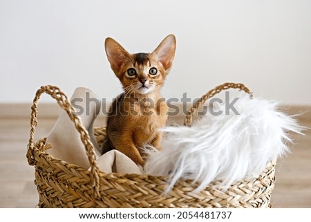 Studio shot of small cute abyssinian kitten sitting in the basket at home, white wall background. Young beautiful purebred short haired kitty. Close up, copy space. Foto stock © 